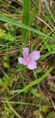 Rhexia nuttallii