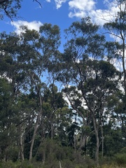 Eucalypteae