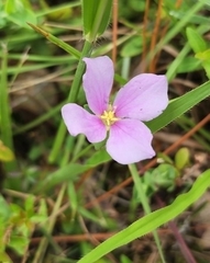 Rhexia nuttallii