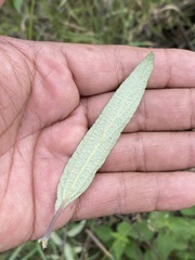 Aldama buddlejiformis
