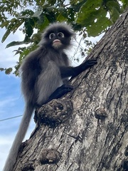 Trachypithecus obscurus