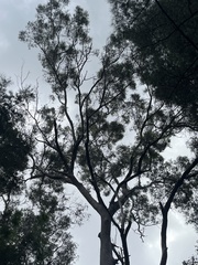 Eucalypteae