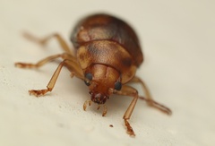 Eucolaspis