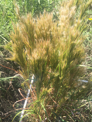 Andropogon glomeratus