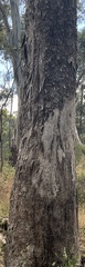 Eucalypteae