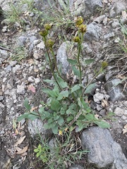 Verbesina tetraptera
