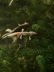 Ambystoma mexicanum