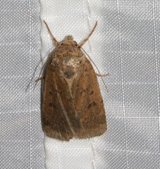 Abagrotis benjamini