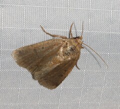 Abagrotis benjamini