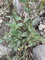 Verbesina tetraptera