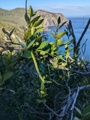 Parsonsia