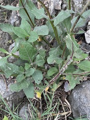 Verbesina tetraptera