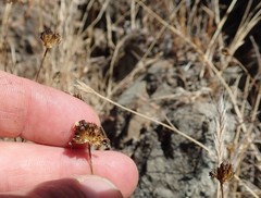 Gilia capitata pacifica