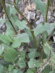 Verbesina tetraptera