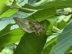 Eudocima hypermnestra