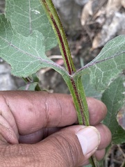 Verbesina tetraptera