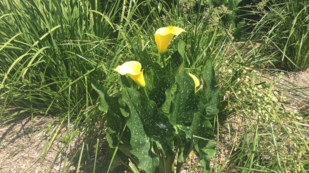 Alcatraz Amarillo (Zantedeschia elliottiana) · Natusfera