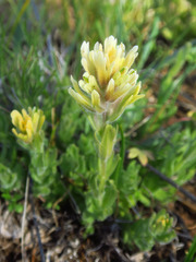 Castilleja brevilobata