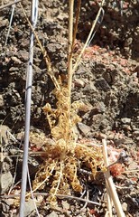 Gilia capitata pacifica