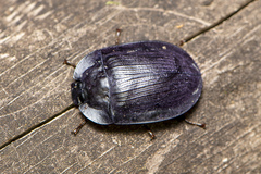 Pterohelaeus
