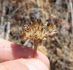 Gilia capitata pacifica