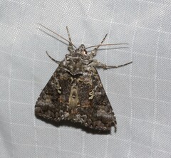 Syngrapha octoscripta