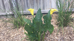 Zantedeschia elliottiana