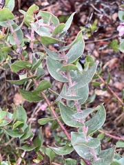 Arctostaphylos pajaroensis