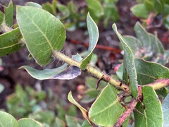Arctostaphylos pajaroensis