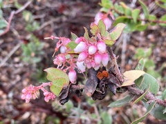 Arctostaphylos pajaroensis