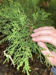 Juniperus virginiana
