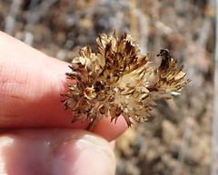 Gilia capitata pacifica