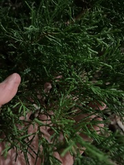 Juniperus virginiana