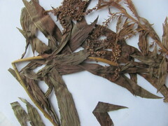 Solidago canadensis hargeri