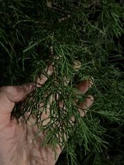 Juniperus virginiana