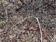 Arctostaphylos pajaroensis