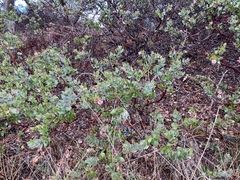 Arctostaphylos pajaroensis