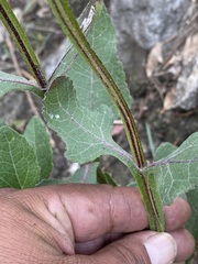 Verbesina tetraptera