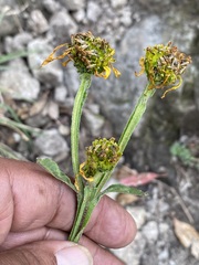 Verbesina tetraptera
