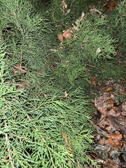 Juniperus virginiana