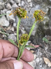 Verbesina tetraptera