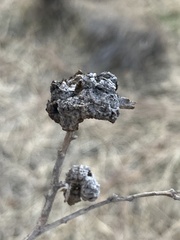 Rhopalomyia pomum
