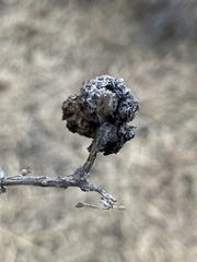 Rhopalomyia pomum