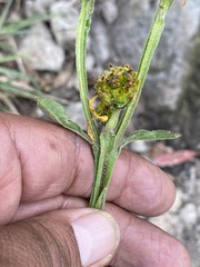 Verbesina tetraptera