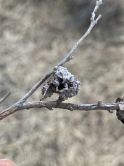 Rhopalomyia pomum