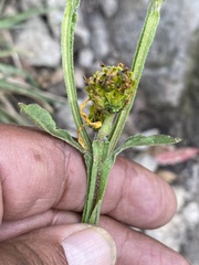 Verbesina tetraptera