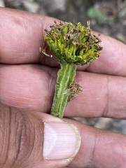 Verbesina tetraptera