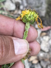 Verbesina tetraptera