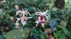 Tricyrtis macropoda