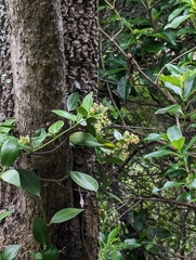 Parsonsia heterophylla